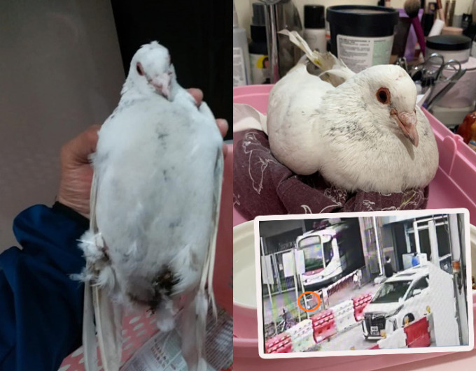 斷腳白鴿改名「BunBun」，由義工照顧，並會做手術，考慮裝輪椅或3D打印義肢。 香港救援鳩鴿及雀鳥FB圖、香港動物報FB圖及警方圖