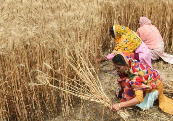 图为今年4月，印度民众在田里收割小麦。
