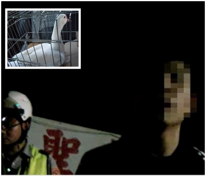 青年被當場拘捕，布袋內搜出白色活鴨（小圖）。