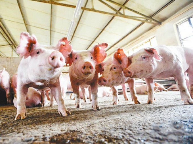 大陆表示非洲猪瘟疫情趋缓。新华社图片