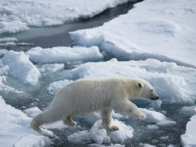 北极熊入侵新地岛，当地宣布进入紧急状态。网图