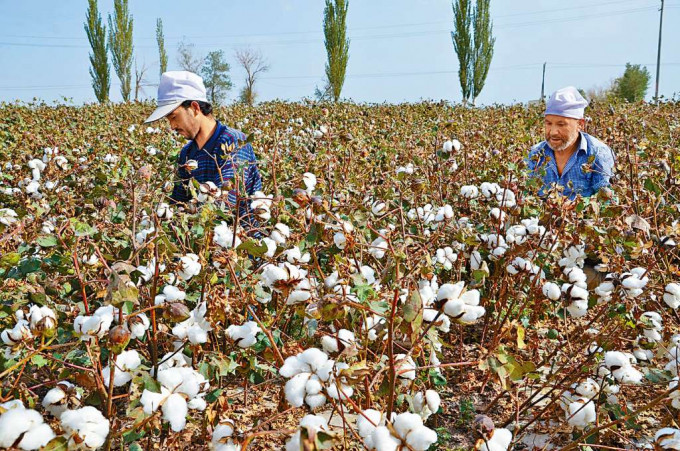 ■美國限制進口新疆棉花產品。