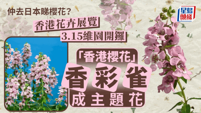 香港花卉展覽3.15維園開鑼，香彩雀擔當主題花。