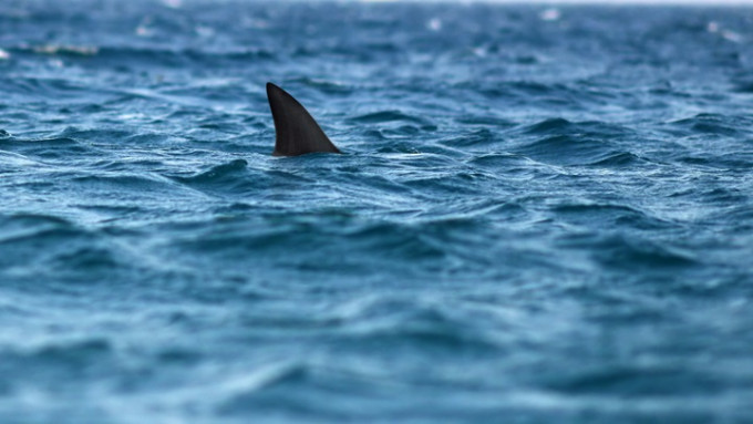 一名美国女游客在巴哈马群岛浮潜期间遭鲨鱼咬死。iStock示意图