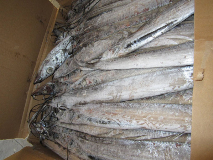 印尼進口急凍帶魚外包裝檢出新冠病毒。（示意圖）