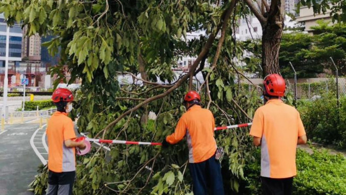 樹木辦截至今天下午5時處理逾400棵受風暴泰利影響的樹木。發展局facebook圖片