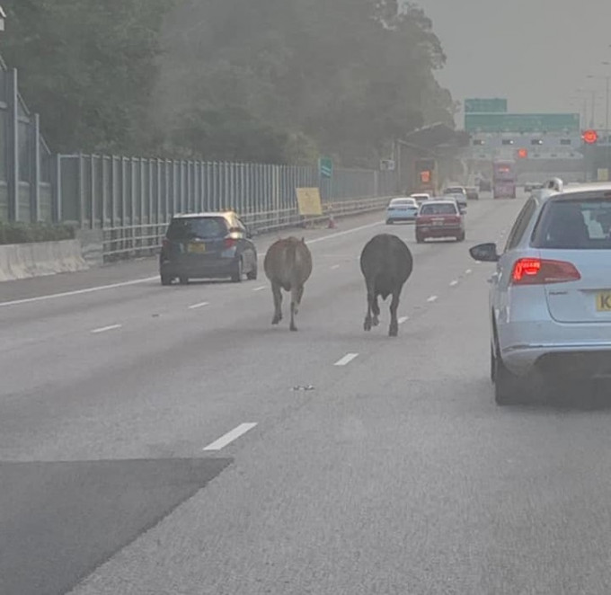 大埔有2只野牛在吐露港公路。网民Eric Wong图片