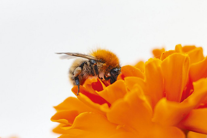 在花丛漫天飞舞传粉的小蜜蜂，是地球生态平衡的守护者。