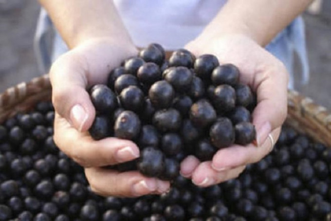 巴西莓。網上圖片