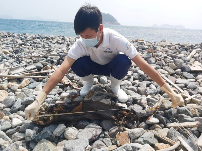 清水灣鄉村俱樂部發現一條身長約109厘米的亞成年江豚的骸骨。海洋公園保育基金相片