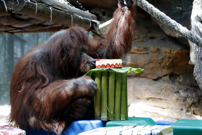 全球其中一隻最年老婆羅洲紅毛猩猩奈奈特在巴黎一間動物園慶祝50歲生日。　AP圖片