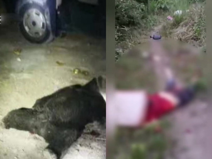 四川女子送孩子返學被黑熊襲擊身亡，另有兩人搜救時死亡。事後黑熊已被警方擊弊。(網圖)