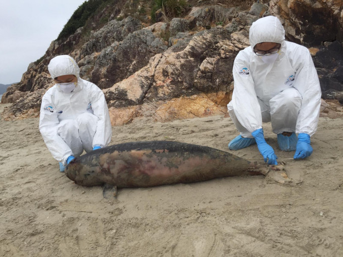 西贡西湾昨日发现一条幼年的江豚尸体，尸身已严重腐烂。