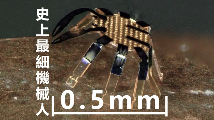 「迷李蟹」只有半毫米阔。互联网图片