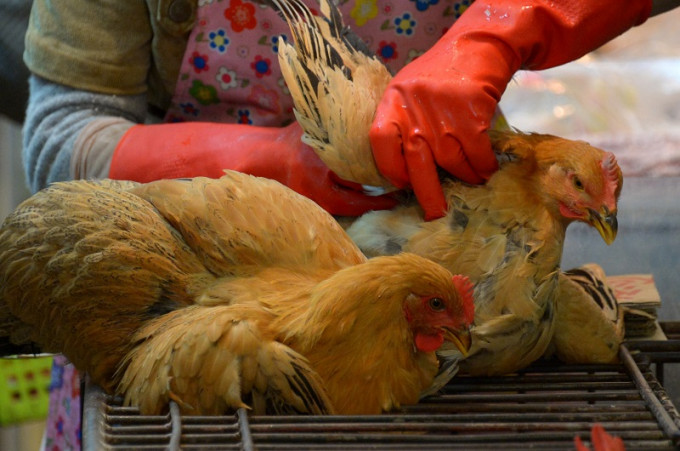 澳門民政總署宣布，下月1日起正式實施人禽分隔措施，停止售賣活禽。資料圖片