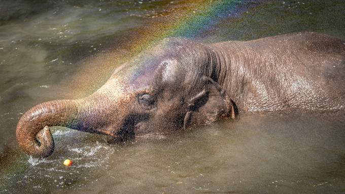 炎热天气下，在丹麦哥本哈根动物园，大象被喷水降温，出现了彩虹。路透