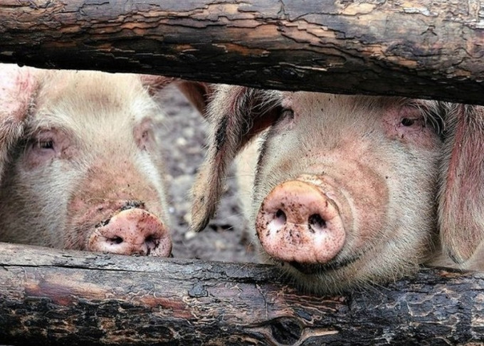 內地非洲豬瘟疫情蔓延至20個省市，北京首次發現疫情。（網圖）