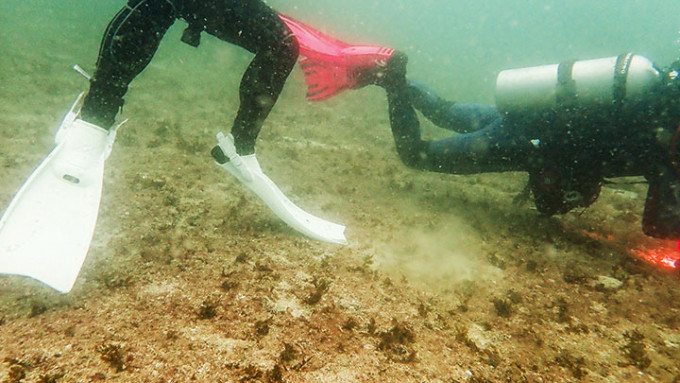 下潜期间，潜水员最常以手及蛙鞋触碰海牀。WWF图片