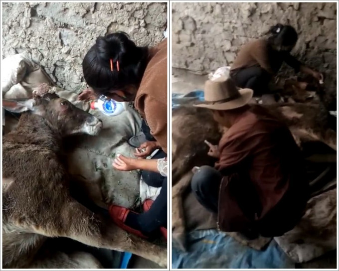 西藏村民發現一級保護動物白唇鹿受傷鹿角疑被割。網圖