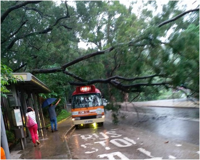 近八鄉消防局對開馬路有大樹倒塌壓在小巴上。圖片：網民Deep Deep Chow‎
