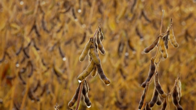 林漢明與內地合作研發出耐鹽抗旱大豆。影片截圖