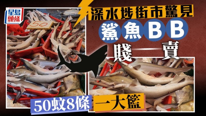 有网民分享在深水埗街市发现有鱼档贱卖「鲨鱼BB」，一大篮约8条仅售50元。