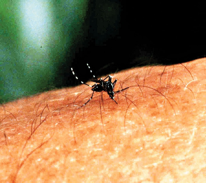 5月份白纹伊蚊诱蚊产卵器指数急升。资料图片
