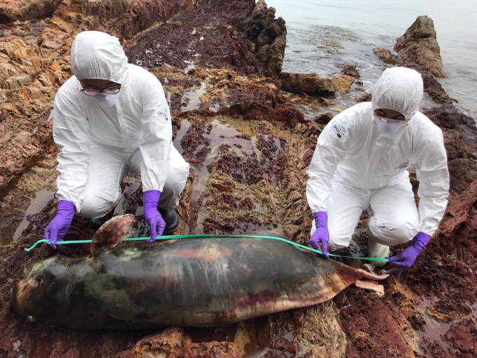 亚成年江豚在鬼手岩搁浅，尸身严重腐烂，为本年度的第12宗。 海洋公园保育基金提供