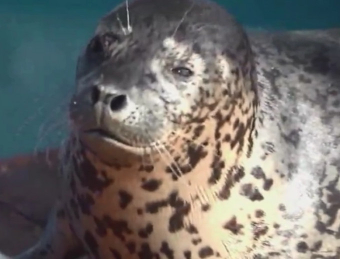 不法集團非法獵捕斑海豹幼兒。網上圖片