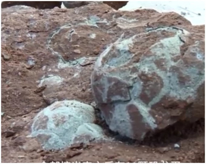 6600萬年的恐龍蛋化石。影片截圖