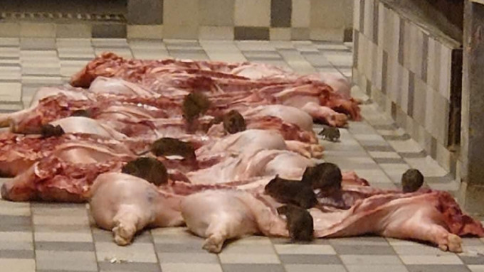 图为秀茂坪街市一间肉档，2020年被揭发卫生问题，大批老鼠撕咬猪壳。