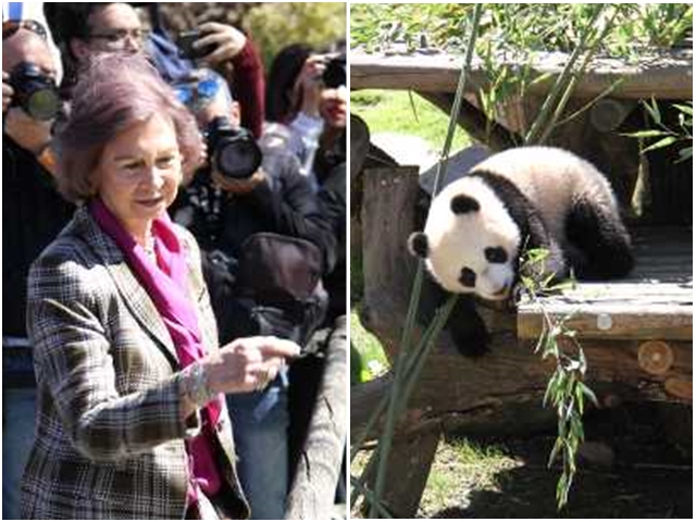 索菲亞王后（圖左）到動物園探望大熊貓「竹莉娜」。