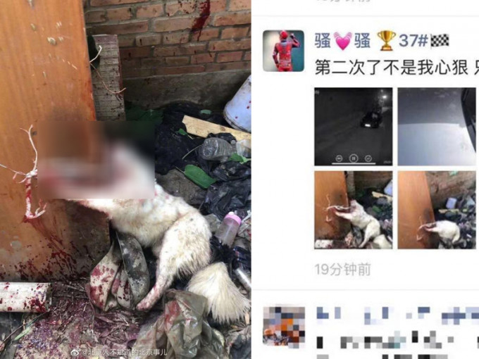 北京電單車賽車手殘忍地把流浪狗斬首虐殺，事後將相關照片張貼在他的微信朋友圈上。(網圖)