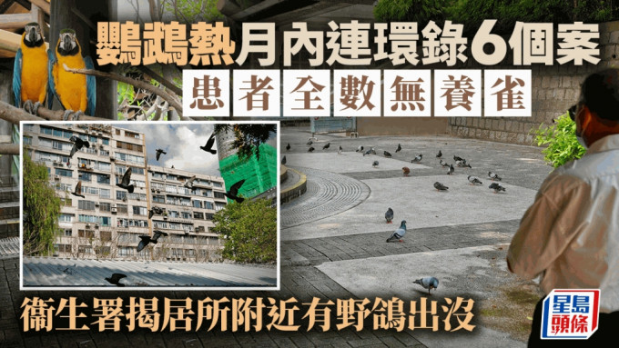 鹦鹉热爆升月内录6个案  患者全数无养雀  衞生署揭居所附近有野鸽出没