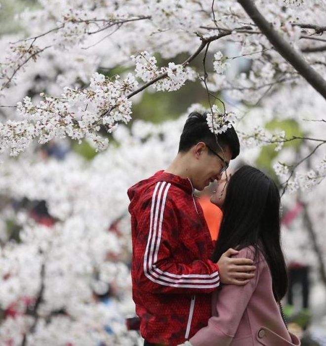 一对年轻人在盛开的樱花下相互凝视。图：腾讯