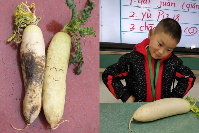 四川小學進行了一項「蘿蔔實驗」。　微博圖片