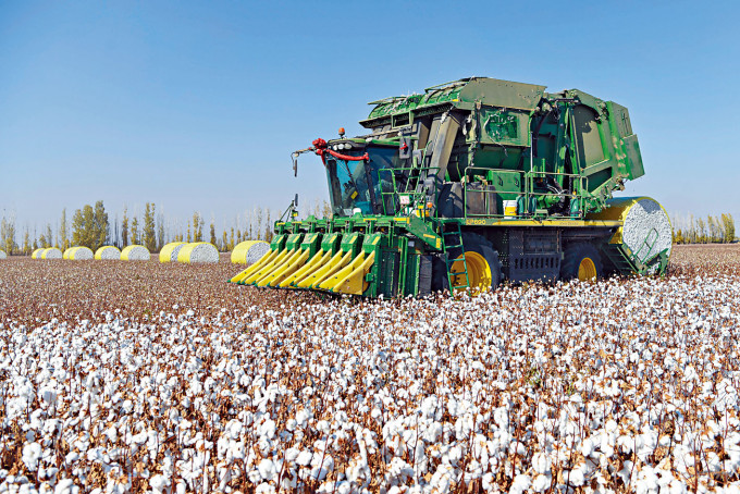 ■新疆盛产棉花，大多采用机械采摘。