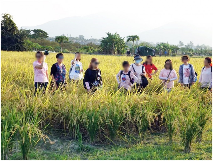 網民不滿有人為拍照破壞塱原稻田，指他們站立處禾稻全部倒下。
fb「香港自然與生態攝影會」圖片