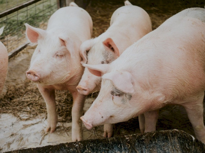 群马县有养猪场再度爆发猪瘟。配图与本文无关Unsplash
