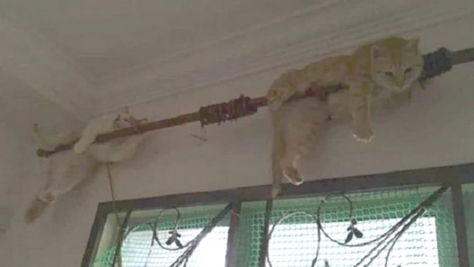 猫咪自己爬上了窗帘杆保住小命。互联网图片