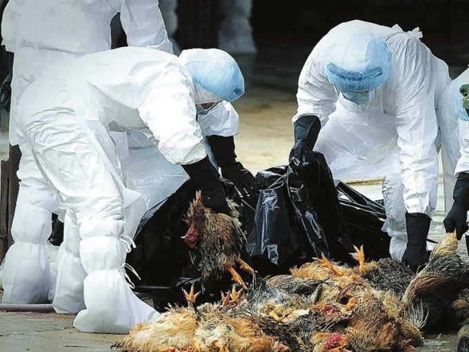 有关人员正对养禽场户进行全面排查和抽样检测和消毒。资料图片
