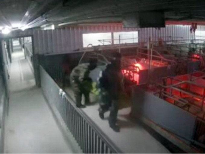 广西5名蒙面男子潜入养猪场偷70头种猪。网图