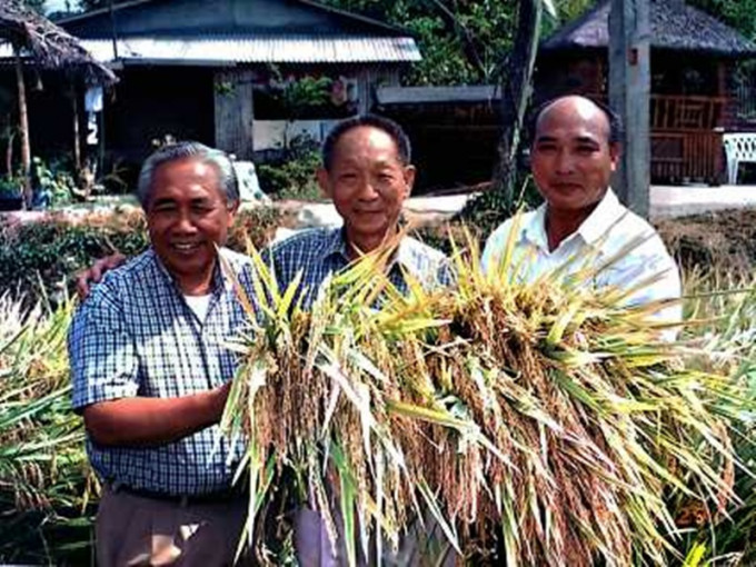 袁隆平(中)不時親自落田觀察水稻生長情況。