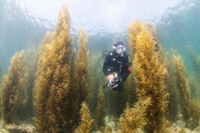 公开组数码摄影比赛标准及广角项目的新秀潜摄员评审大奖作品「畅游马尾藻」，由陈昊炀在小棕林拍摄。