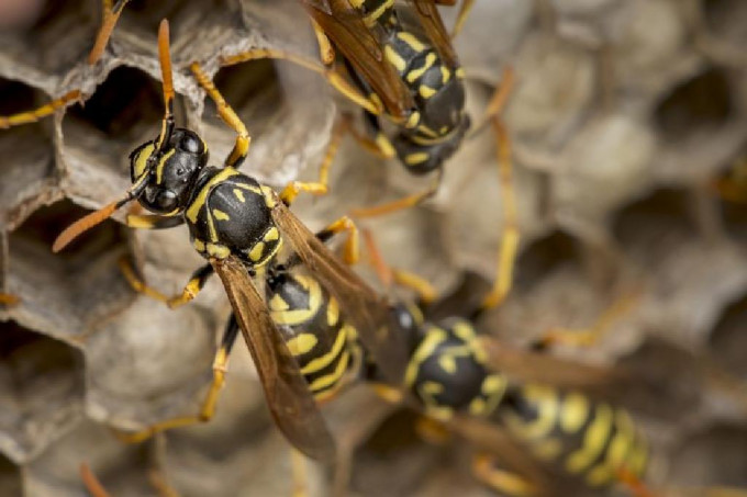 有指内地近年流行进食蜂蛹养生，间接导致今次的意外。资料图片