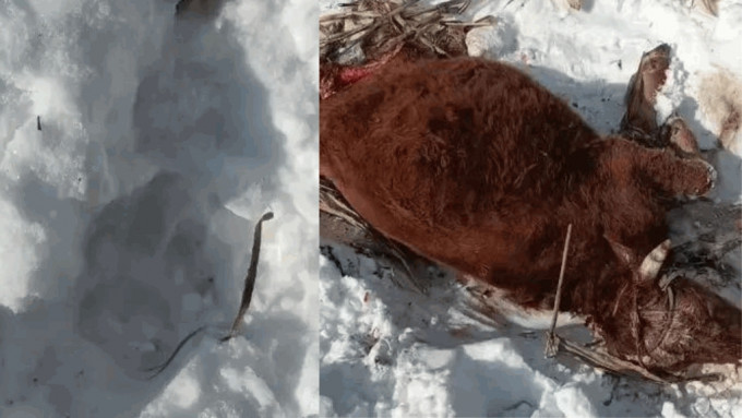 哈尔滨发现野生东北虎，有牛只被咬死。