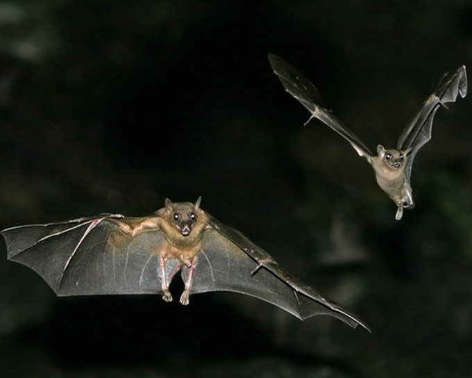 烏干達蝙蝠身上帶有一種中東呼吸綜合症病毒相似的新型冠狀病毒。