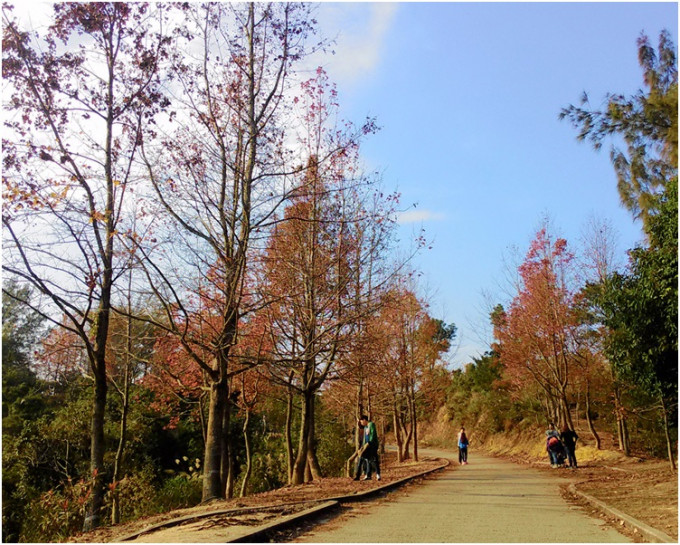 大棠山道的红叶指数维持「B级」，属「开始红」阶段。