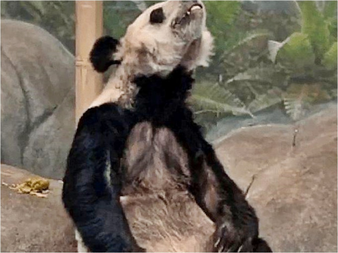 借给美国动物园的2只熊猫疑受虐待。网图