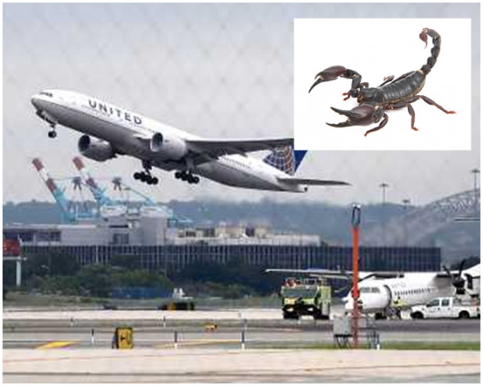 机长透过广播告知乘客，因机上有昆虫，客机需返回登机口。AP图片